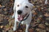 JACK** Best dog ever for active home! **