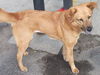 Chelsea**Great Family Dog!**