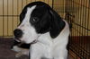 Sheba-Tender dog, needs gentle, understanding home