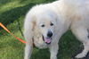 Bear please contact Tara at fochttara@yahoo.com