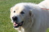 Bear please contact Tara at fochttara@yahoo.com