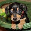 Duchess