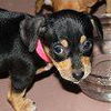 Duchess