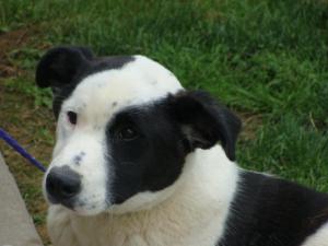 Domino (**Foster Home Needed**)