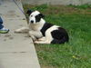 Domino (**Foster Home Needed**)
