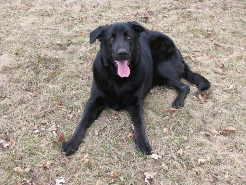 Duke