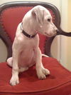 Josie