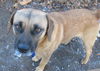 Dugan