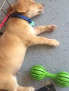 Gunnar *Pending Adoption*