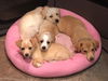 Gunnar *Pending Adoption*