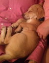 Gunnar *Pending Adoption*