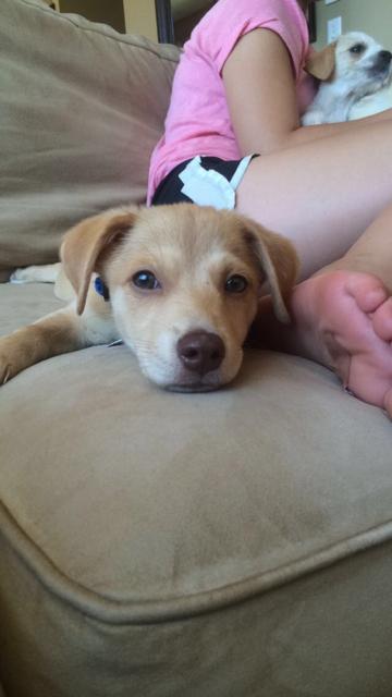 Gunnar *Pending Adoption*
