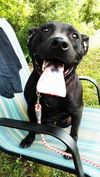 Layla *Help I need a foster home!*