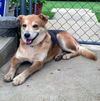 Jake *I need a foster home!*