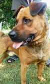 Lucas *I need a foster home!*