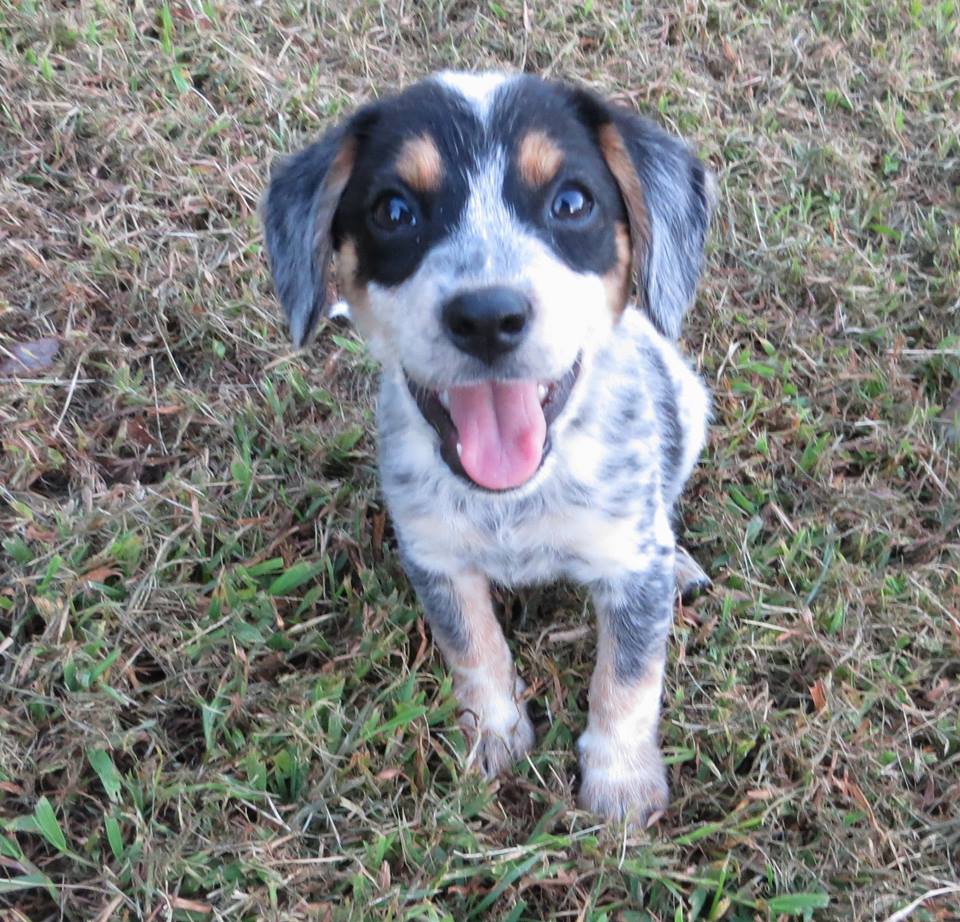 Hound cattle best sale dog mix