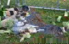 Hound puppies
