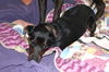 Dobey