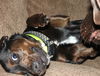 Dobey