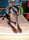 Dobey