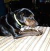 Dobey