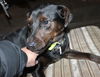 Dobey