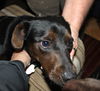 Dobey