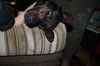 Dobey