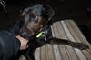 Dobey