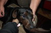 Dobey
