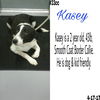 Kasey