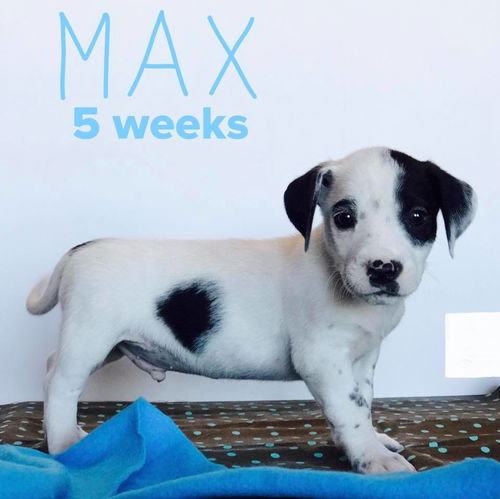 Max