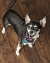 Dolly