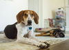 Annie the Hound