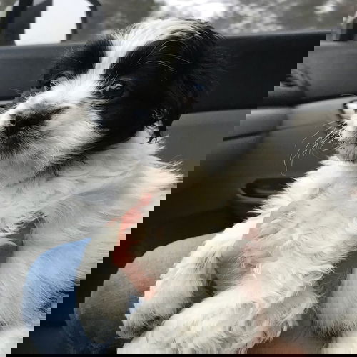 Scuttle