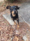 Jackson * I need a foster home*