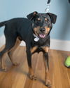 Jackson * I need a foster home*