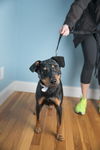 Jackson * I need a foster home*