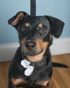 Jackson * I need a foster home*