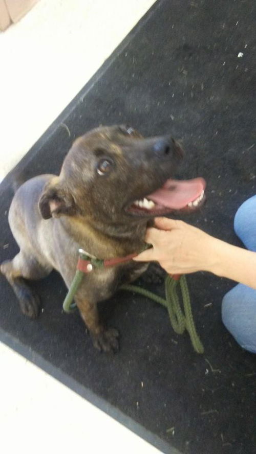 Sheena *Help I need a foster home!*