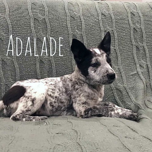 Adelade