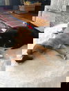 Duke