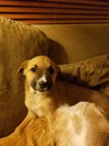 Duke