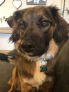 Cheyenne *Help! I need a foster home!*