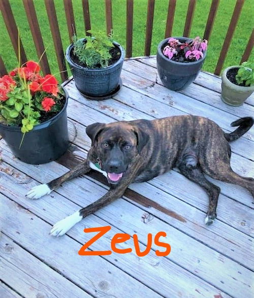 Zeus