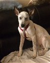 Juno *Help I need a foster home!*
