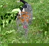 Juliet *Help! I need a foster home! *