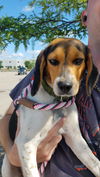 Juliet *Help! I need a foster home! *