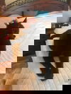DJ (The Cat)