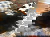 DJ (The Cat)